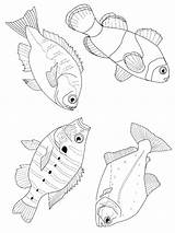 Fisch Fische Ausmalbilder Druckvorlage Malvorlagen sketch template