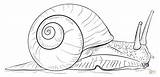 Snail Draw Coloring Drawing Pages Land Snails Sea Drawings Step Printable Giant Kids African Realistic Sheet Outline Simple Tutorials Escargot sketch template