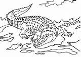 Crocodiles Terrifying Colorier Coloriages sketch template