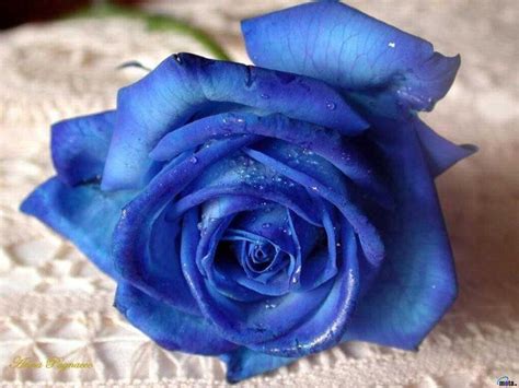 depoetasylocos una rosa azul