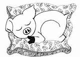 Pig Sleeping Coloring Pigs Pages sketch template