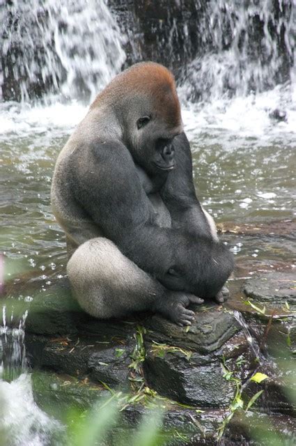 gorilla yoga flickr photo sharing