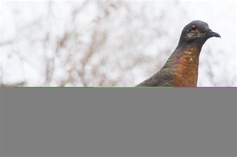 passenger pigeon alchetron   social encyclopedia