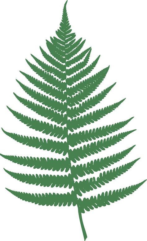 fern leaf clipart    clipartmag