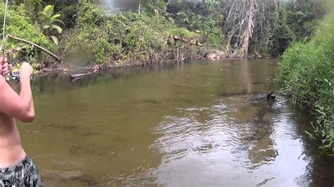 creek fishing fnq youtube