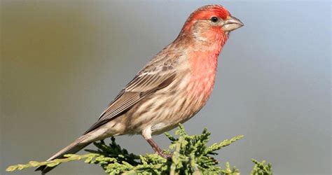 house finch overview   birds cornell lab  ornithology