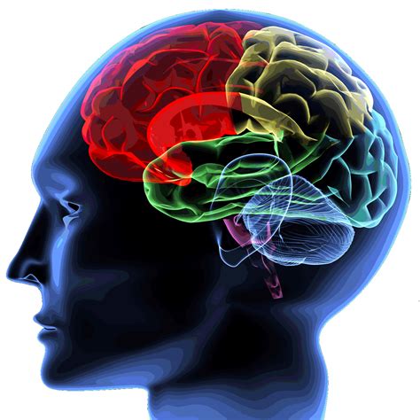 interactive brain head model parts functions   human brain