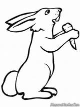 Rabbit Kelinci Mewarnai Wortel Makan Rabbits Sketsa Hase Carrot Diwarnai Ausmalbilder Wolf Binatang Lucu Imut Carrots Anda Semuanya Biarkan Putra sketch template