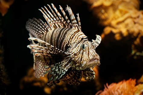 whats   top  strangest  saltwater fish