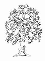 Blossoms Kolorowanki Drzewa Flowering Pobrania Pngitem sketch template