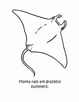 Manta Ray Coloring Pages Drawing Stingray Graceful Color Getdrawings Print Getcolorings Button Using sketch template
