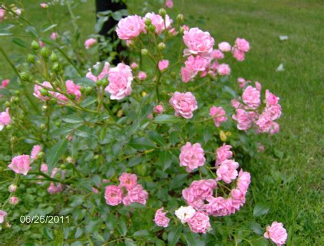 miniature pink roses
