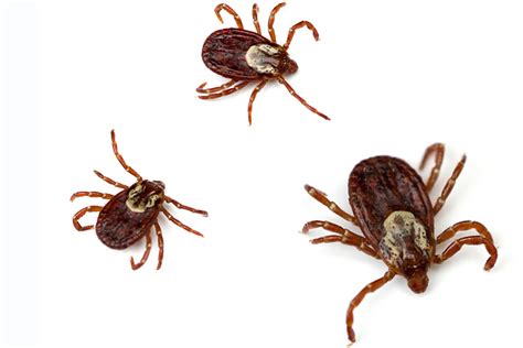 umo  offer tick testing  maine residents