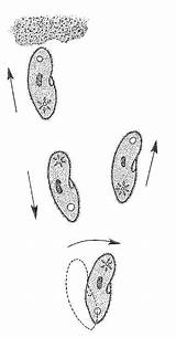 Paramecium Motion Biology Avoidance Resources sketch template