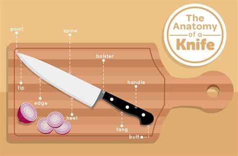 anatomy   knife yummyph