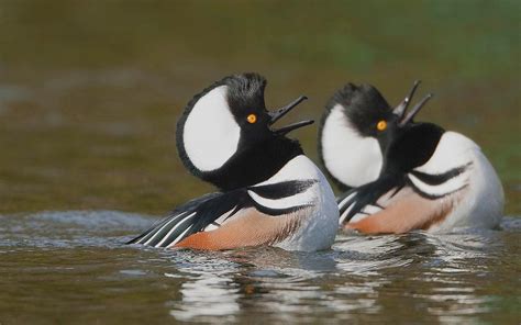 waterfowl ducks unlimited canada