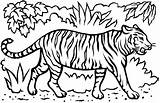 Tiger Coloring Pages Printable Getcolorings sketch template