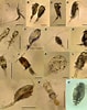 Image result for "corycaeus Robustus". Size: 79 x 100. Source: www.frontiersin.org