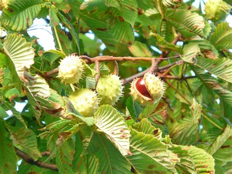 chestnut diseases  pests description  propagation