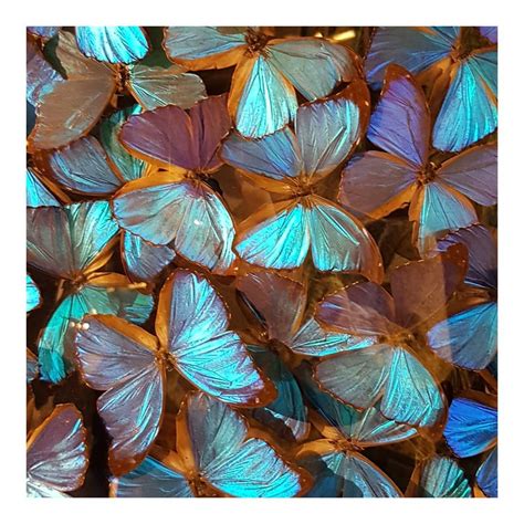 blue morpho butterflies blue morpho butterfly morpho butterfly blue