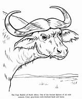 Buffalo Drawing Coloring African Drawings Animal Animals Cape Pages Colouring Line Honkingdonkey South Africa Perspective Point Wild Kids Activity Draw sketch template