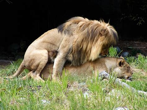 Lion Sex Too By Popular Demand And I Mean Popular My