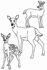 Deer Pages Coloring Baby Mother Bestappsforkids Printable sketch template