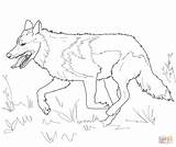 Wolf Grey Mexican Coloring Pages Gray Running Printable Drawing Head Realistic Color Draw Wolves Animals Kids Ausmalbilder Da Adults sketch template