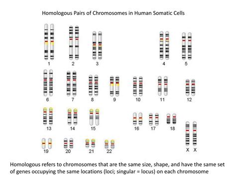 Ppt Homologous Pairs Of Chromosomes In Human Somatic Cells Powerpoint