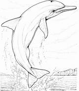Dolphin Coloring Realistic Pages Printable sketch template