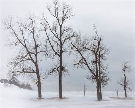 winter trees    survive  cold red cedar