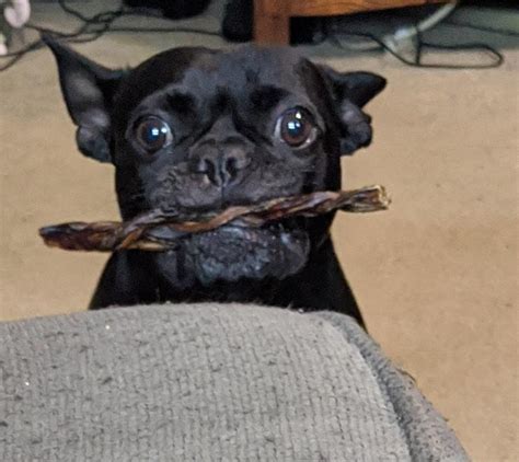 she can t handle certain treats frenchtons