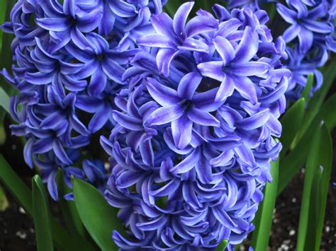 intelliblog   hyacinths
