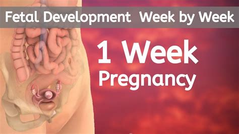 1 Week Pregnant Fetal Development Fetal Development Week By Week