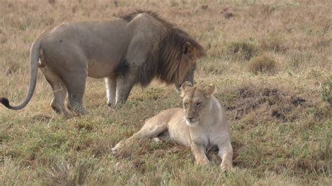 löwen bei der paarung 4k masai mara september 2016