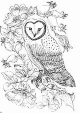 Coloring Owl Pages Roses Colouring Kids Printable Adults Barn Print Bird Color Nature Wild Owls Detailed Books Birds Sheets Drawing sketch template