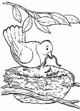 Coloring Pages Nature Animals Backyard Nest Bird Books Beautiful sketch template