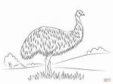 Emu sketch template