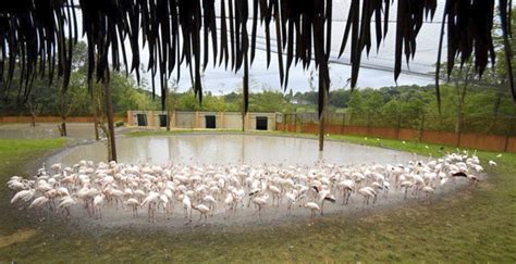 honderden flamingos verkennen nieuw verblijf  gaiazoo looopings