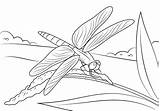 Libelle Kleurplaat Libellula Supercoloring Dragonflies Kleurplaten Stem Damselfly Stampare Disegnare sketch template