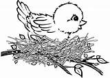 Bird Nest Coloring Birds Clipart Baby Pages Cartoon Cute Drawing Clip Branch Printable Illustration Little Cliparts Patterns Tweety Sweet Transparent sketch template