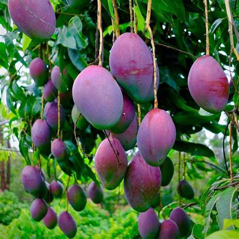 mango tree benefits tere fruit