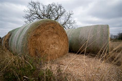 national beef wire texas hay supply   year  prices