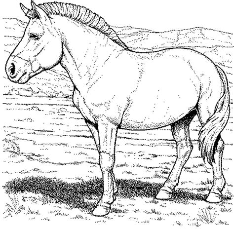 fun horse coloring pages   kids printable  horse color