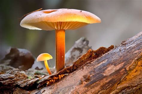 common magic mushroom psilocybe species