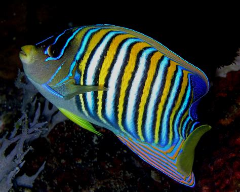 angelfish diet breeding facts pictures habitat behaviour