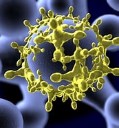 Image result for infeccioso. Size: 173 x 185. Source: www.saludalia.com