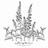 Foxglove Sketch Botanical Vecteezy sketch template