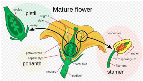 parts of flower and plant pistil sepal stamen and more with diagrams