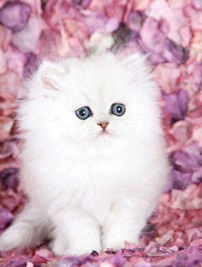 cute cats photo meow moe teacup persian kittens cute baby animals fluffy kittens